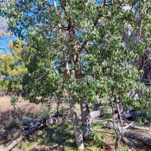 Brachychiton populneus subsp. populneus at Mount Majura - 22 Apr 2024