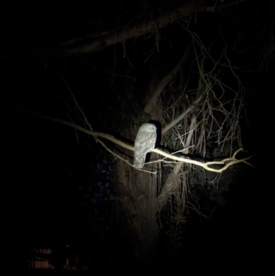 Podargus strigoides (Tawny Frogmouth) at Watson Green Space - 22 Apr 2024 by AniseStar