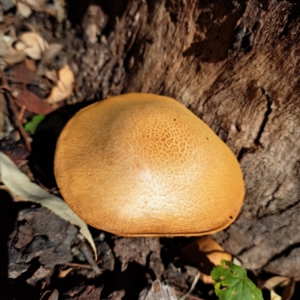 Gymnopilus junonius at Mount Majura - 22 Apr 2024 12:25 PM