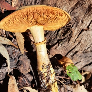 Gymnopilus junonius at Mount Majura - 22 Apr 2024 12:25 PM