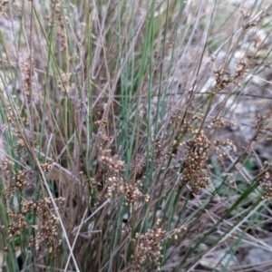 Juncus subsecundus at Watson Woodlands - 20 Apr 2024