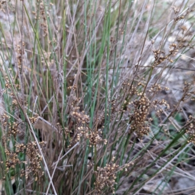 Juncus subsecundus (Finger Rush) at Watson Woodlands - 20 Apr 2024 by AniseStar