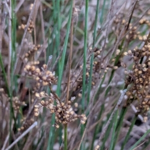 Juncus subsecundus at Watson Woodlands - 20 Apr 2024 05:44 PM