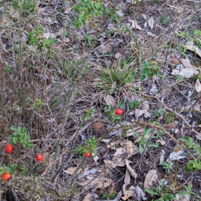Rosa rubiginosa (Sweet Briar, Eglantine) at Watson Woodlands - 20 Apr 2024 by AniseStar