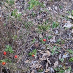 Rosa rubiginosa at Watson Woodlands - 20 Apr 2024