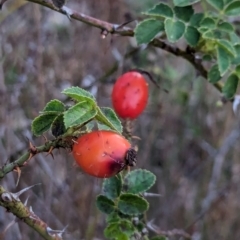 Rosa rubiginosa at Watson Woodlands - 20 Apr 2024