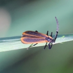 Pseudolycus sp. (genus) (Lycid-mimic oedemerid beetle) at Moruya, NSW - 22 Apr 2024 by LisaH