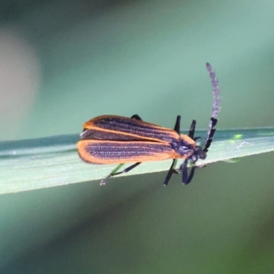 Lycidae sp. (family) at Moruya, NSW - 21 Apr 2024 by LisaH
