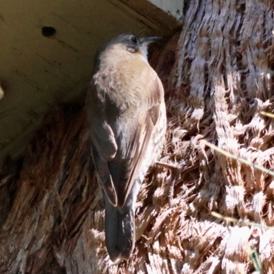 Cormobates leucophaea (White-throated Treecreeper) at Moruya, NSW - 22 Apr 2024 by LisaH