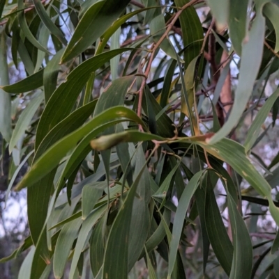 Acacia implexa (Hickory Wattle, Lightwood) at Watson Woodlands - 20 Apr 2024 by AniseStar