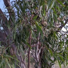 Acacia implexa at Watson Woodlands - 20 Apr 2024 05:43 PM