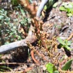 Dysphania pumilio (Small Crumbweed) at Mount Majura - 22 Apr 2024 by abread111