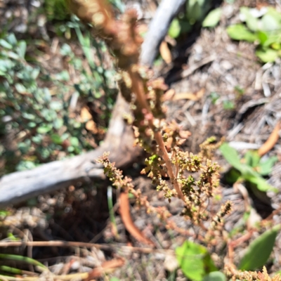 Dysphania pumilio (Small Crumbweed) at Mount Majura - 22 Apr 2024 by abread111