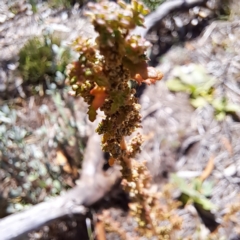 Dysphania pumilio at Mount Majura - 22 Apr 2024 12:12 PM