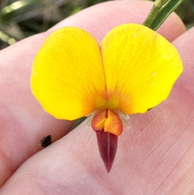 Bossiaea heterophylla (Variable Bossiaea) at Morton National Park - 21 Apr 2024 by lbradleyKV