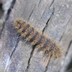 Dermestidae sp. (family) at Moruya, NSW - 22 Apr 2024 by LisaH