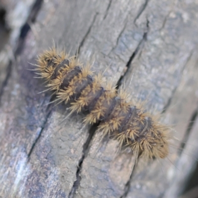 Dermestidae sp. (family) at  - suppressed by LisaH