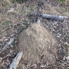 Nasutitermes exitiosus (Snouted termite, Gluegun termite) at Watson, ACT - 20 Apr 2024 by AniseStar