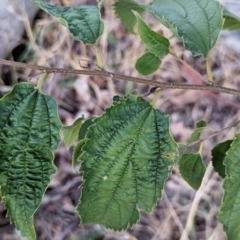 Celtis australis at Watson Woodlands - 20 Apr 2024