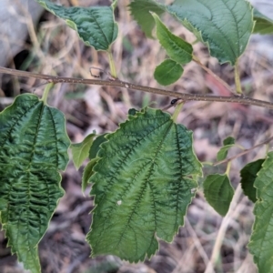 Celtis australis at Watson Woodlands - 20 Apr 2024 05:41 PM