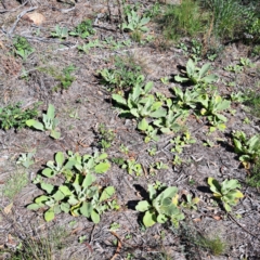 Verbascum thapsus subsp. thapsus (Great Mullein, Aaron's Rod) at Mount Majura - 22 Apr 2024 by abread111
