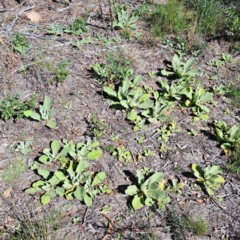 Verbascum thapsus subsp. thapsus (Great Mullein, Aaron's Rod) at Watson, ACT - 22 Apr 2024 by abread111