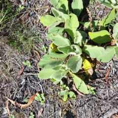 Verbascum thapsus subsp. thapsus at Mount Majura - 22 Apr 2024