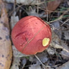 Bolete sp. (Bolete sp.) at Moruya, NSW - 22 Apr 2024 by LisaH