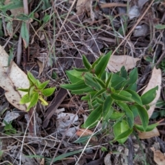 Ligustrum lucidum at Watson, ACT - 20 Apr 2024