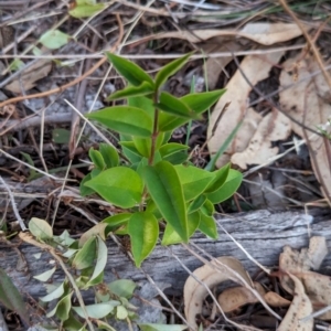 Ligustrum lucidum at Watson, ACT - 20 Apr 2024 05:39 PM