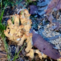 Unidentified Fungus at Moruya, NSW - 22 Apr 2024 by LisaH