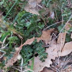 Acaena sp. (A Sheep's Burr) at Watson, ACT - 20 Apr 2024 by AniseStar