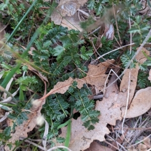 Acaena sp. at Watson Woodlands - 20 Apr 2024