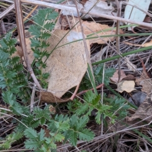 Acaena sp. at Watson Woodlands - 20 Apr 2024