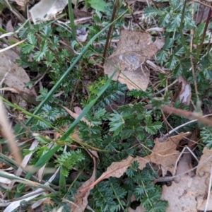 Acaena sp. at Watson Woodlands - 20 Apr 2024