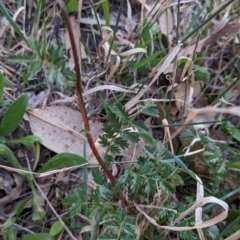 Acaena sp. at Watson Woodlands - 20 Apr 2024