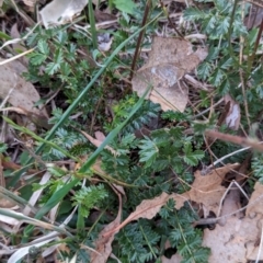 Acaena sp. at Watson Woodlands - 20 Apr 2024