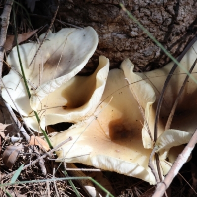 Omphalotus nidiformis (Ghost Fungus) at Moruya, NSW - 22 Apr 2024 by LisaH