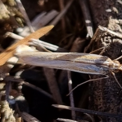 Hednota (genus) (A Crambid Snout Moth) at Bungendore, NSW - 21 Apr 2024 by clarehoneydove