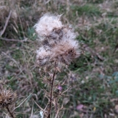 Cirsium vulgare (Spear Thistle) at Watson Woodlands - 20 Apr 2024 by AniseStar