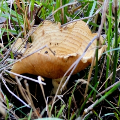 Unidentified Fungus at Moruya, NSW - 22 Apr 2024 by LisaH