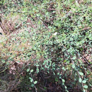 Cotoneaster sp. at Mount Majura - 22 Apr 2024