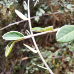 Cotoneaster sp. at Mount Majura - 22 Apr 2024