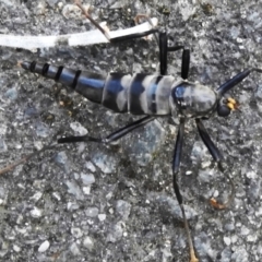 Boreoides subulatus (Wingless Soldier Fly) at Paddys River, ACT - 20 Apr 2024 by JohnBundock