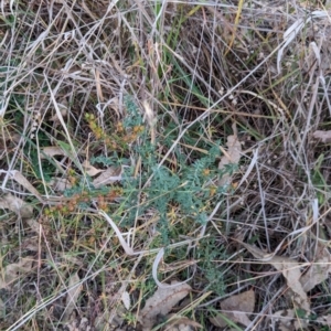 Hypericum perforatum at Watson, ACT - 20 Apr 2024