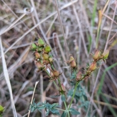 Hypericum perforatum at Watson, ACT - 20 Apr 2024 05:31 PM