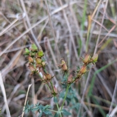 Hypericum perforatum at Watson, ACT - 20 Apr 2024 05:31 PM