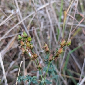 Hypericum perforatum at Watson, ACT - 20 Apr 2024