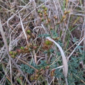 Hypericum perforatum at Watson, ACT - 20 Apr 2024 05:31 PM