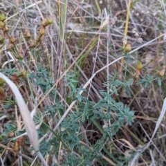 Hypericum perforatum at Watson, ACT - 20 Apr 2024 05:31 PM